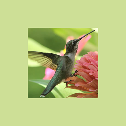 image of hummingbird central logo